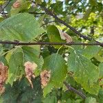 Betula papyriferaLeaf