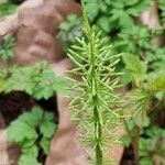 Equisetum pratense برگ