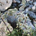 Artemisia genipi Flower