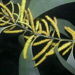 Acacia mangium Květ