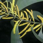 Acacia mangium Blomst