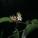 Mouriri guianensis Flower