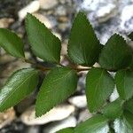 Nothofagus nitida その他の提案