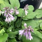 Hosta × tardiva Leaf