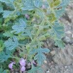 Teucrium botrys Habit