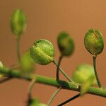 Lepidium bonariense Fruto