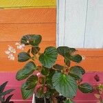 Begonia cucullataDeilen