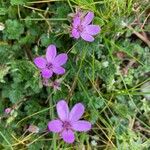 Erodium acaule Flor