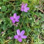 Erodium acaule Λουλούδι