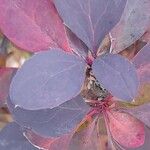 Berberis x ottawensis Leaf
