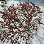 Ilex verticillata Celota