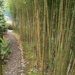 Phyllostachys reticulata Koor