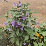 Barleria cristataFlower