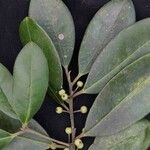 Ilex brasiliensis Leaf