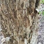 Melaleuca styphelioides Bark