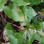 Epimedium alpinum Fuelha