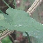 Camonea umbellata Leaf