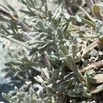 Artemisia glacialis 葉