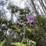 Phacelia bipinnatifida Flor