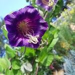 Cobaea scandens Blüte