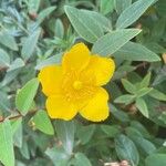 Hypericum patulum Floare