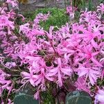 Nerine sarniensis Flor