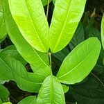 Cratoxylum formosum Leaf