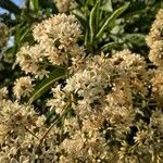 Cordia alliodora Fiore