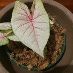 Caladium bicolor Leaf