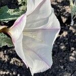 Datura ceratocaula 花