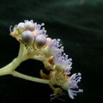 Hydrangea heteromalla Flower