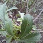 Scabiosa atropurpurea Blad