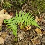 Thelypteris noveboracensis Blad