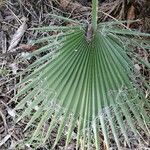 Washingtonia filifera Лист