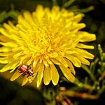 Taraxacum rubicundum Fula