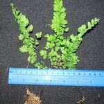 Adiantum concinnum Muu