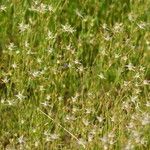 Juncus bufonius Fruit