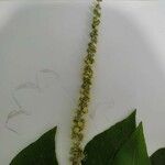 Croton urucurana 花