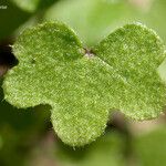 Bowlesia incana Leaf