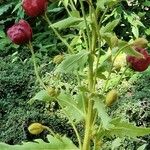 Meconopsis manasluensis Blad