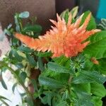 Celosia argentea Floare