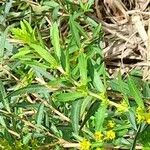 Heimia salicifolia পাতা