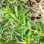 Heimia salicifolia Hoja