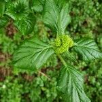 Hydrangea arborescens 叶