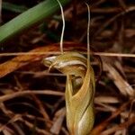 Pterostylis ophioglossa Çiçek