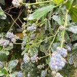 Ceanothus thyrsiflorusFlower