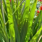 Crocosmia paniculata برگ