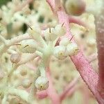 Tapeinosperma scrobiculatum Blüte