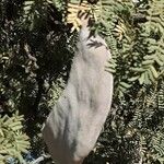 Vachellia erioloba Fruto