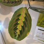 Maranta leuconeura葉